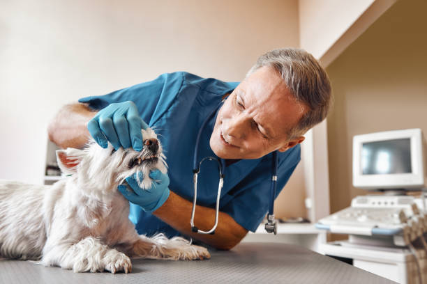 Best Broken or Chipped Tooth Repair in Wyandanch, NY